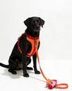 Orange Red Pet Harness Set