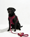 Dark Red Pet Harness