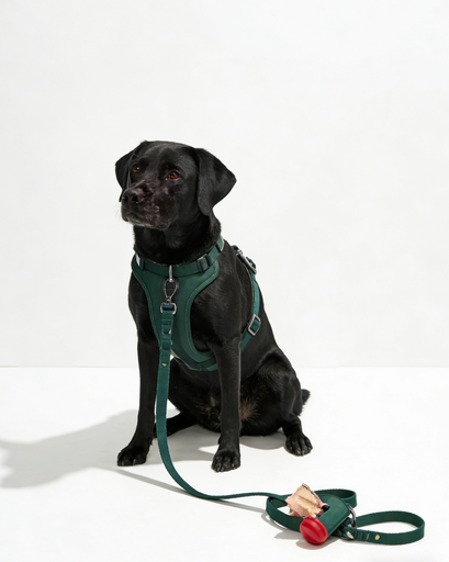 Dark Green Labrador Harness Set